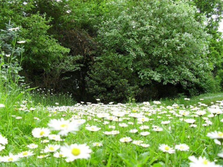 Daisy path jpg