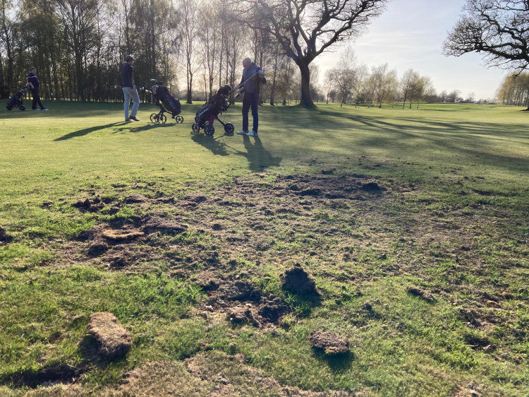 Damage caused by predators searching for leatherjackets.jpg