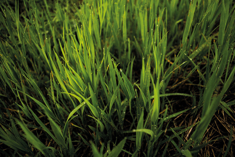 Dan-Whitling_turf-close-up.jpg