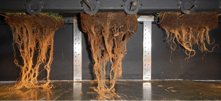 Effect on root development after using Worm Power