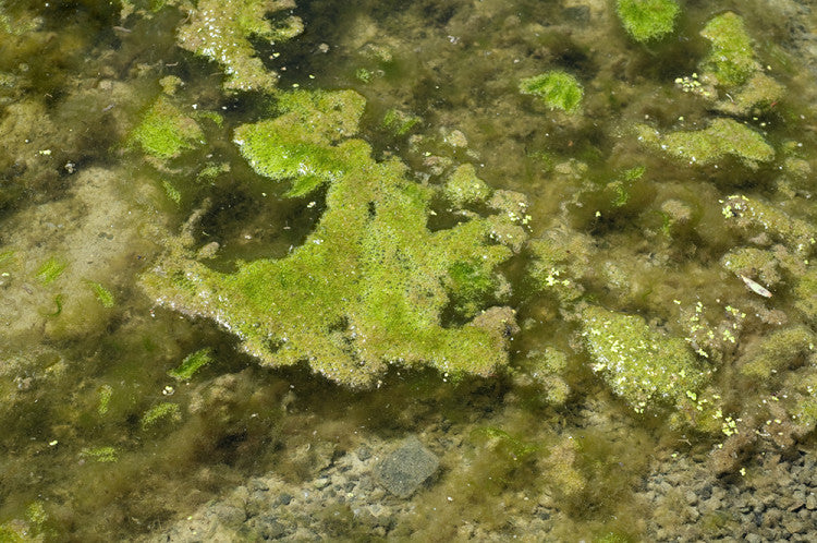 Filamentous-algae_349887845_LR.jpg