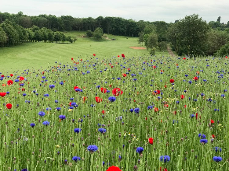 Gaudet Luce Wildflowers