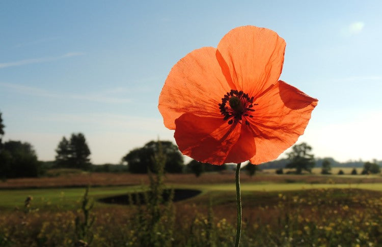 Golf Poppy!