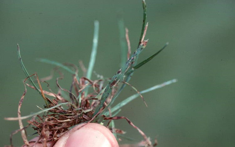 Grey leaf spot symptoms.jpg