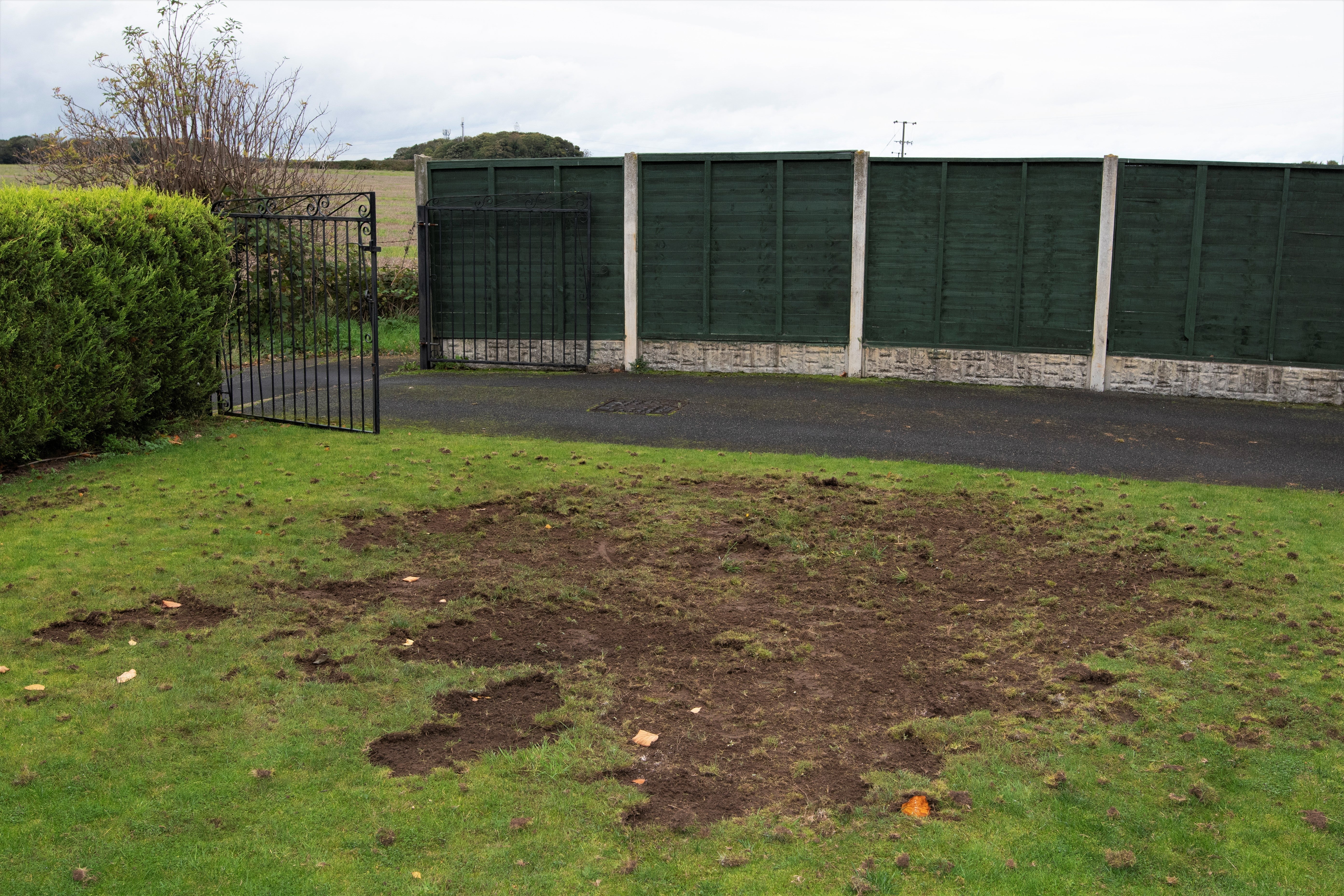 Chafer Grubs and Leatherjackets in Turf: How to Identify, Control and Treat Them