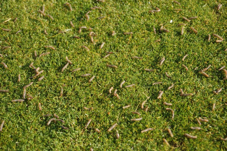 IMP705 Leatherjacket grubs.jpg.JPG