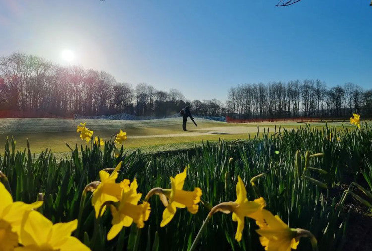 Ingestre Park Golf Club_daffodils.jpg