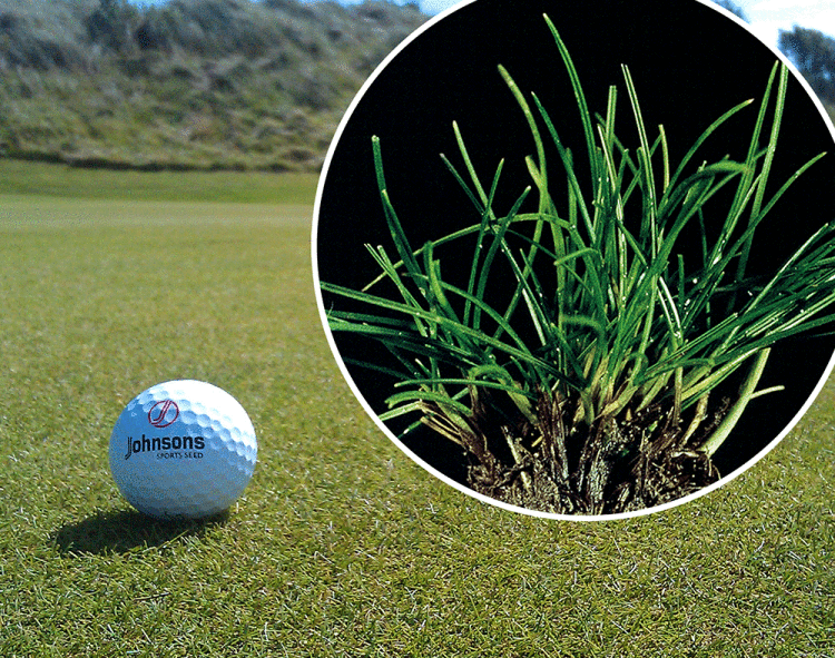 J-Golf-Ball_Fescue-Green_montage.gif