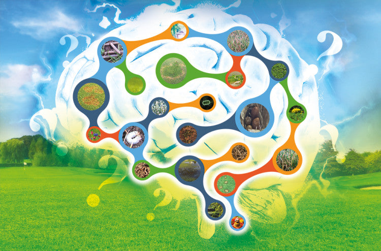 James-Grundy Brain-Montage