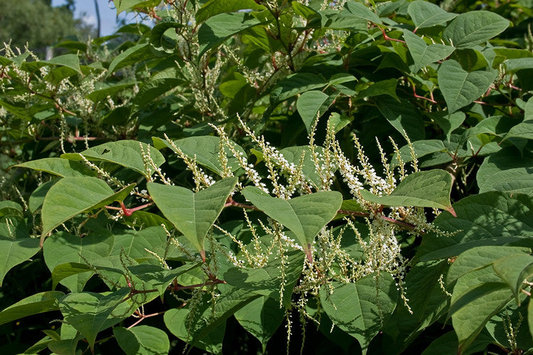 Japanese Knotweed