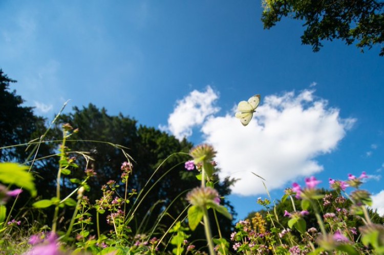 Large White by Jack Mortimer.jpg