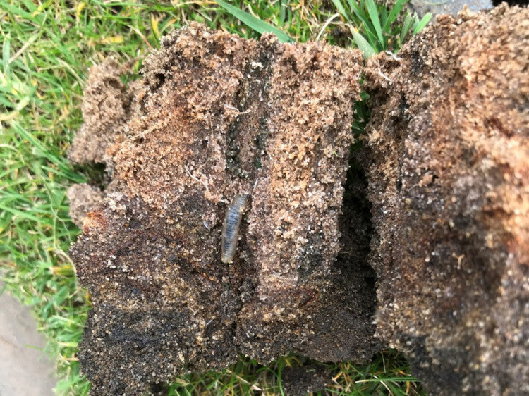 Leatherjacket in aeration holes.jpg