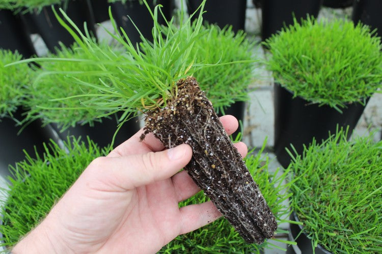 Limagrain at BTME 2020.JPG