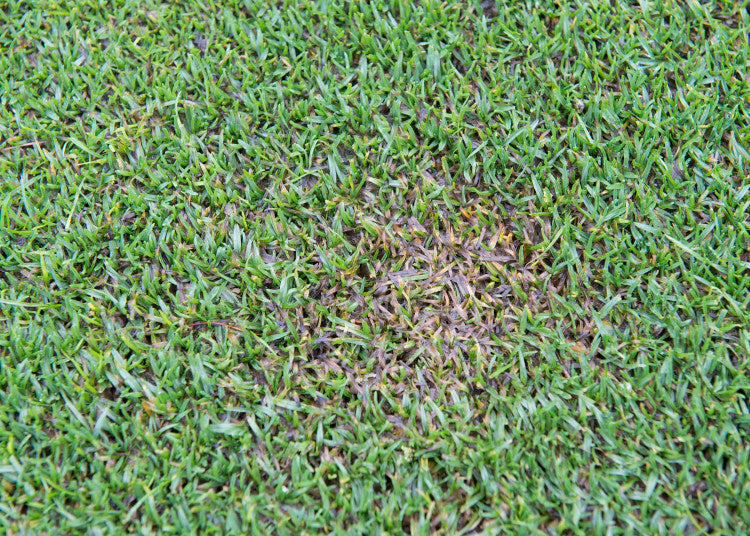 Microdochium infection mr.jpg