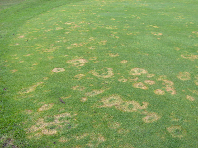 Microdochium nivale affecting playing levels on the green surface.