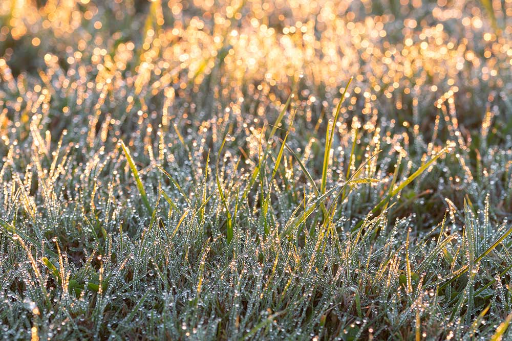 Sports Turf Agronomy Advice - November 2025