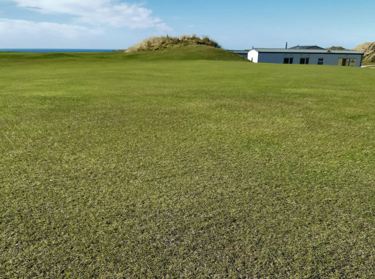 Perranporth_Fescue2.jpg