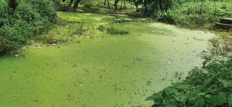 Phosphate-water.jpg