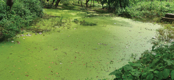 Phosphate-water.jpg
