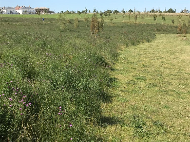 Poundbury Great Field.jpg