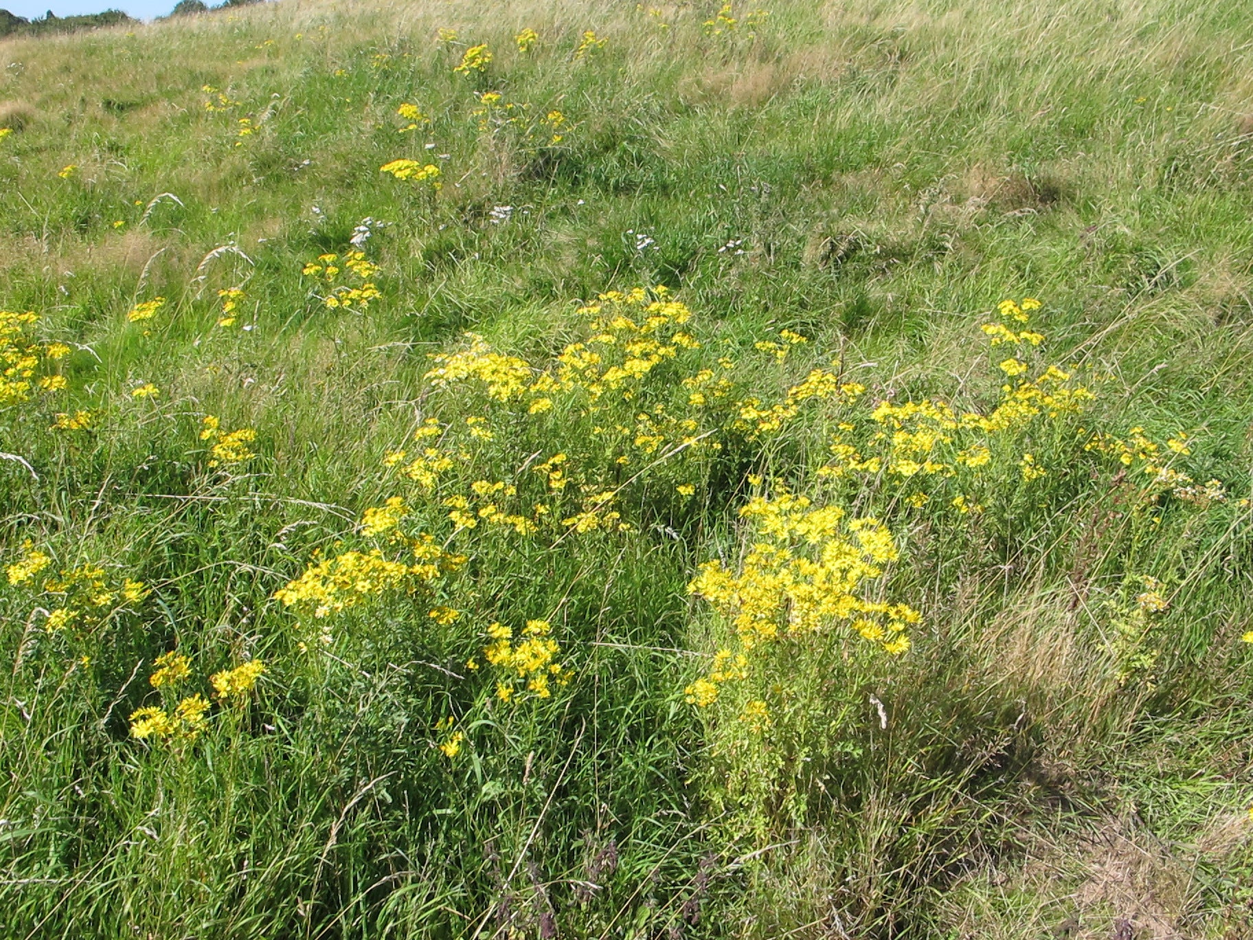 Sheep Ragwort Ragwort | Pitchcare