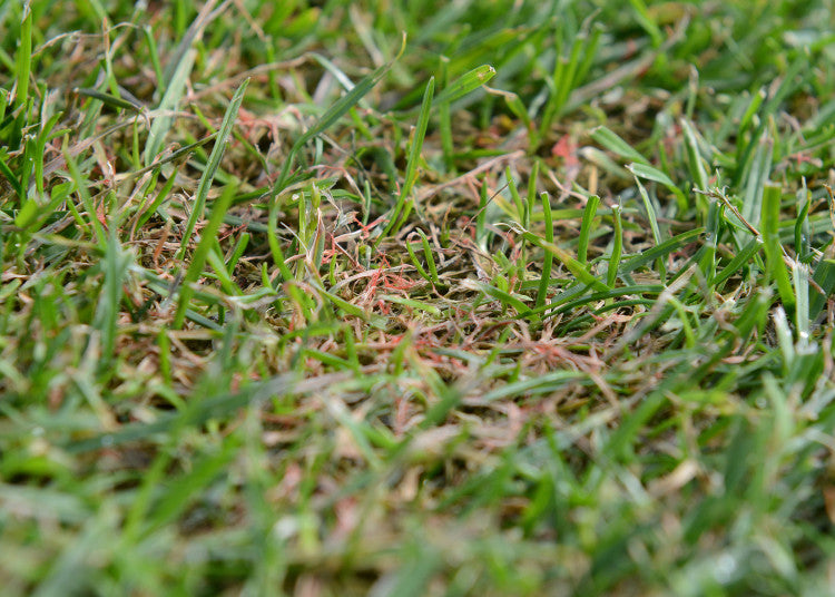 Red thread on fairway mr.jpg