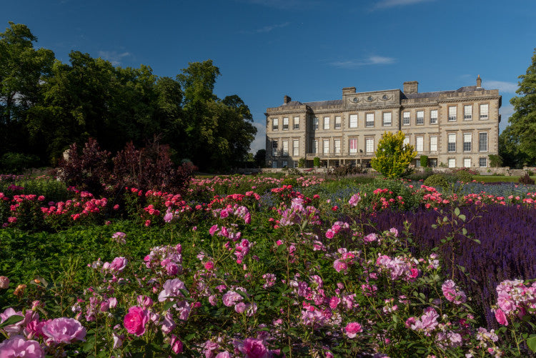 Rose Garden Summer 2