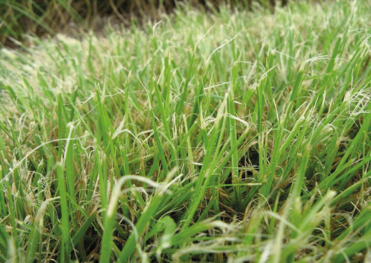 shredded grass leaves photo original