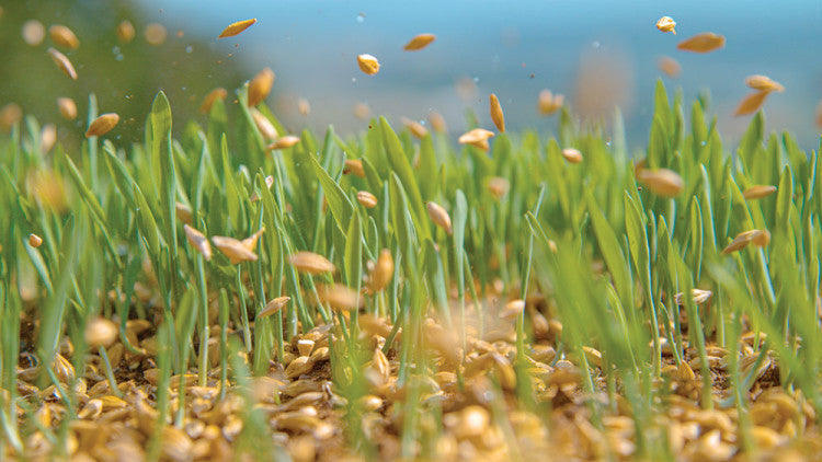 Top-Tips_Seeding_shutterstock_2035691780.jpg