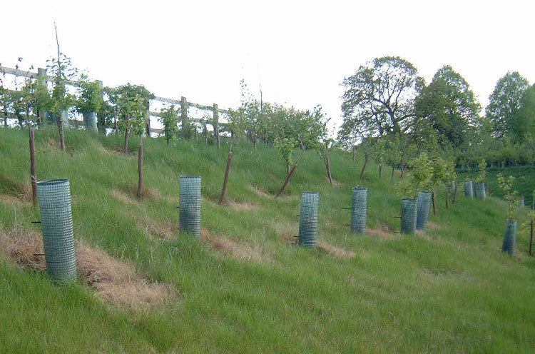 Tree planting
