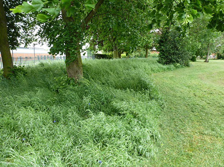 trees-grass-rough.jpg