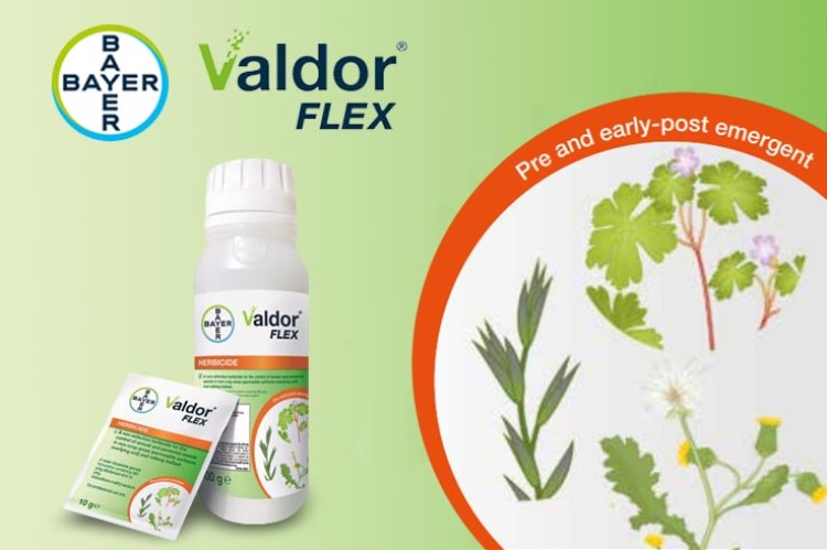 Valdor-Flex-#3.jpg