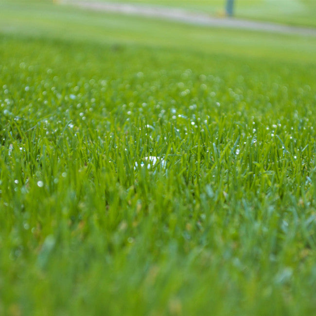 Wetting Agents and Penetrants