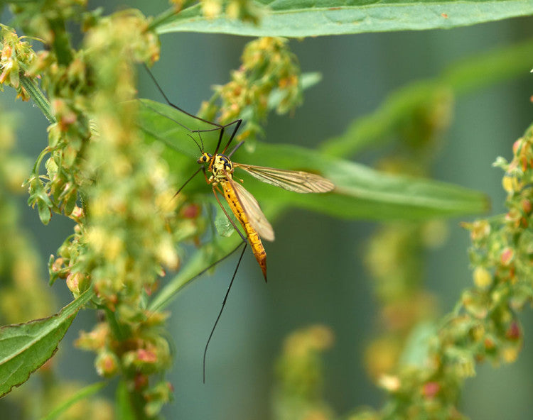 wolfgang-hasselmann_crane-fly.jpg