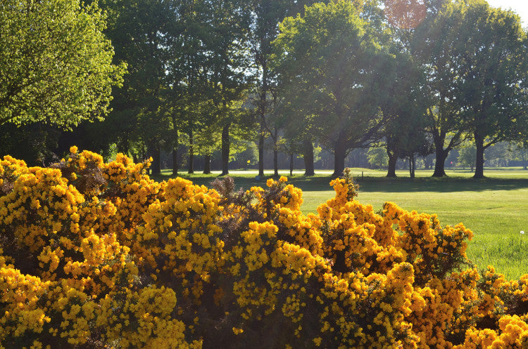 Yell Gorse