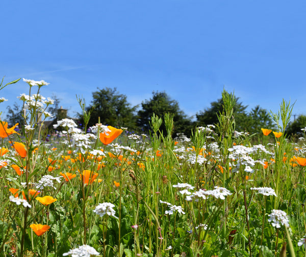 Biodiversity Colour Boost Wildflower
