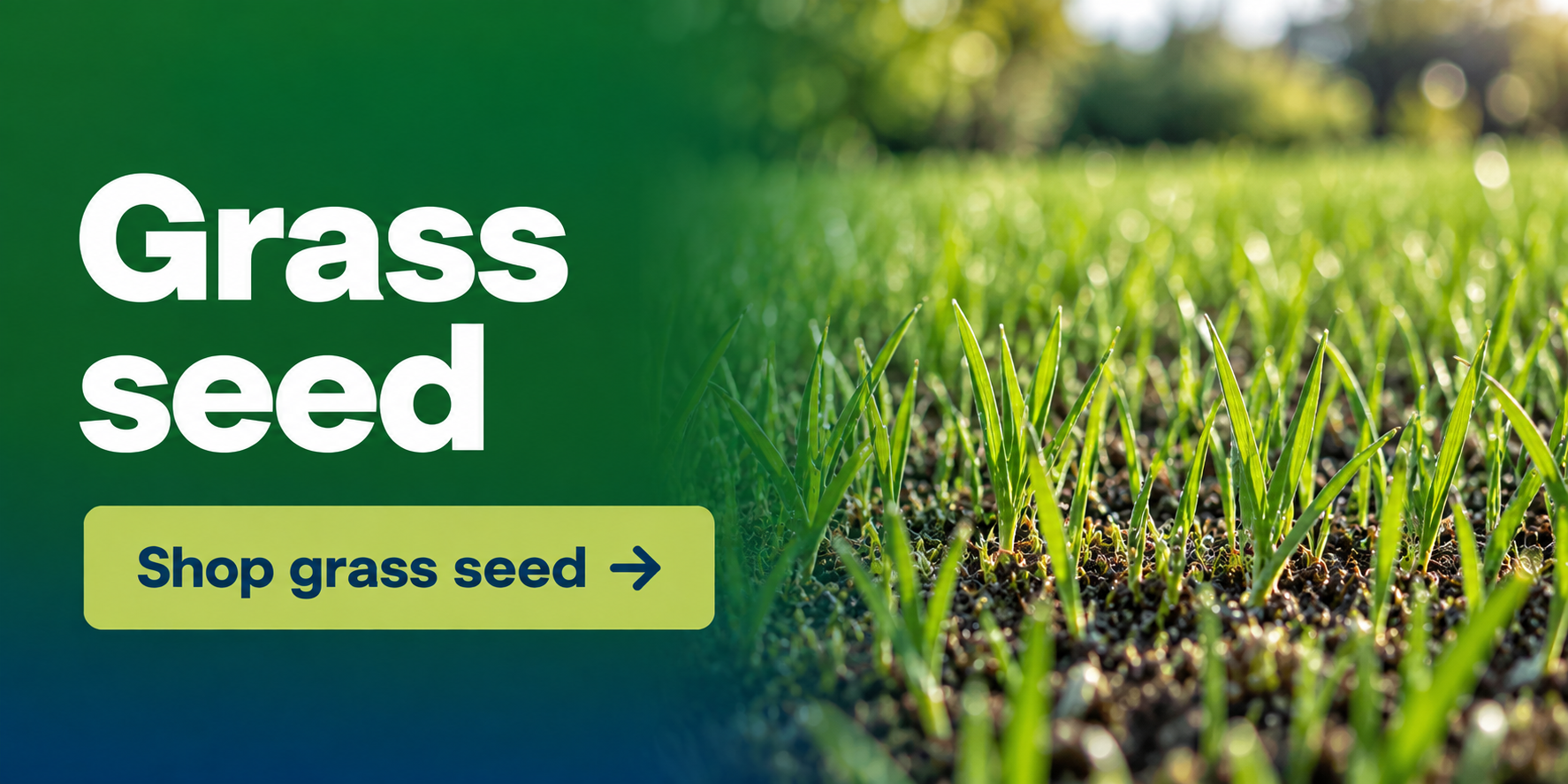 Grass Seed