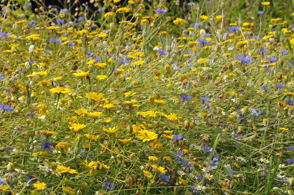 High Nutrient Soils Annuals & Perennials Wildflower Mix