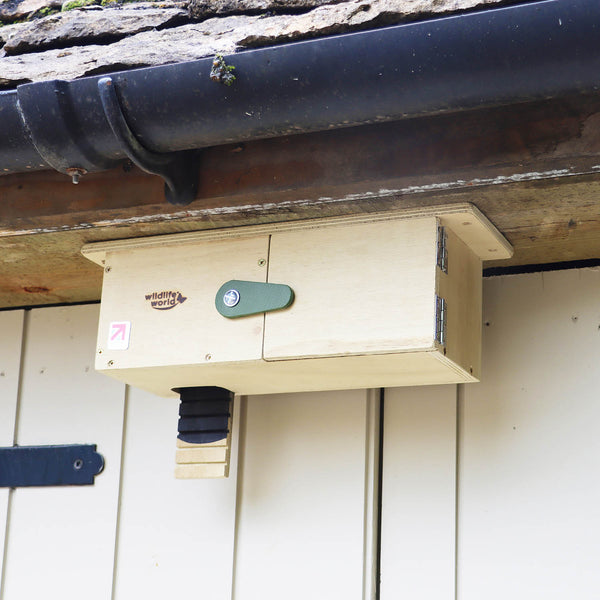 Wildlife World Swift Eaves Box