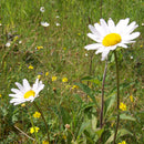 Pro Flora 110 Wildflower Seed - Economy General Purpose