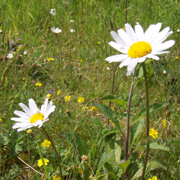 Pro Flora 110 Wildflower Seed - Economy General Purpose