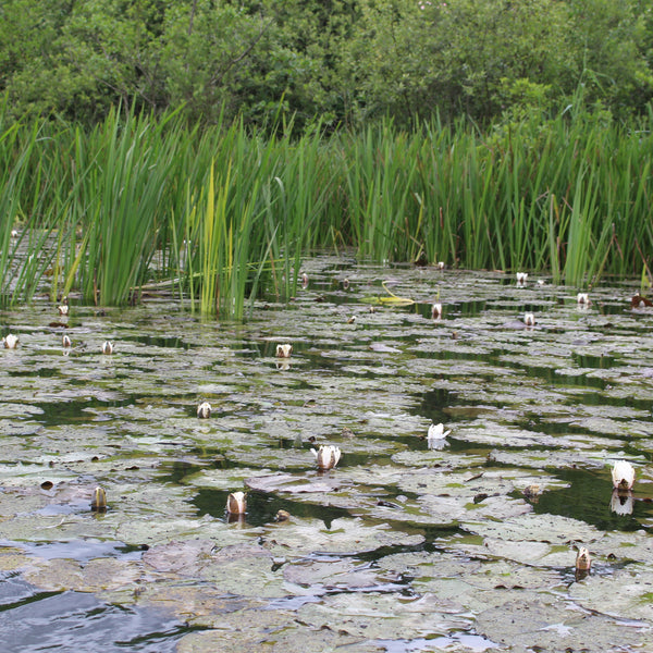 Pro Flora 12 Wildflower Seed - Water Margins and Pond Edges