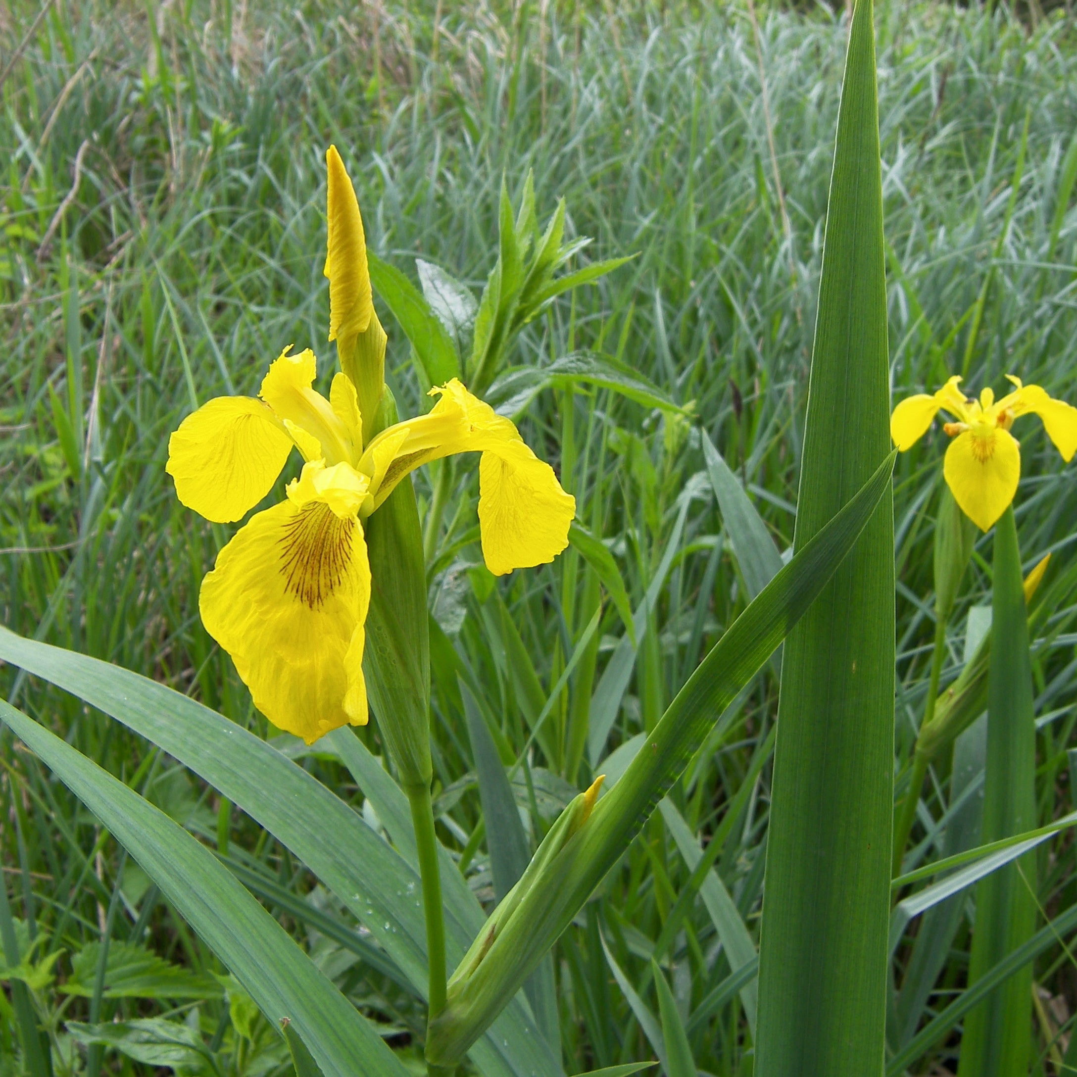 Pro Flora 12 Wildflower Seed - Water Margins and Pond Edges