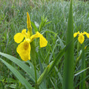 Pro Flora 12 Wildflower Seed - Water Margins and Pond Edges
