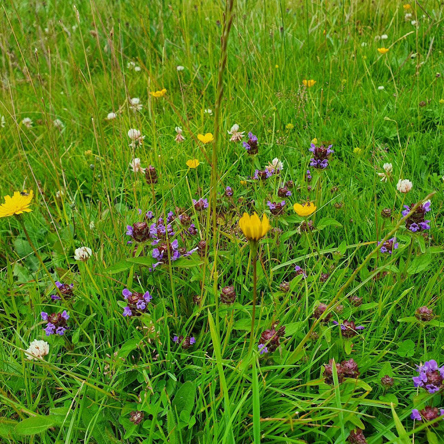 Pro Flora 13 Wildflower Seed - Species Rick Lawn and Landscape