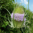 Pro Flora 14 Wildflower Seed - Tall Herb and Tussock