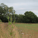Pro Flora 14 Wildflower Seed - Tall Herb and Tussock