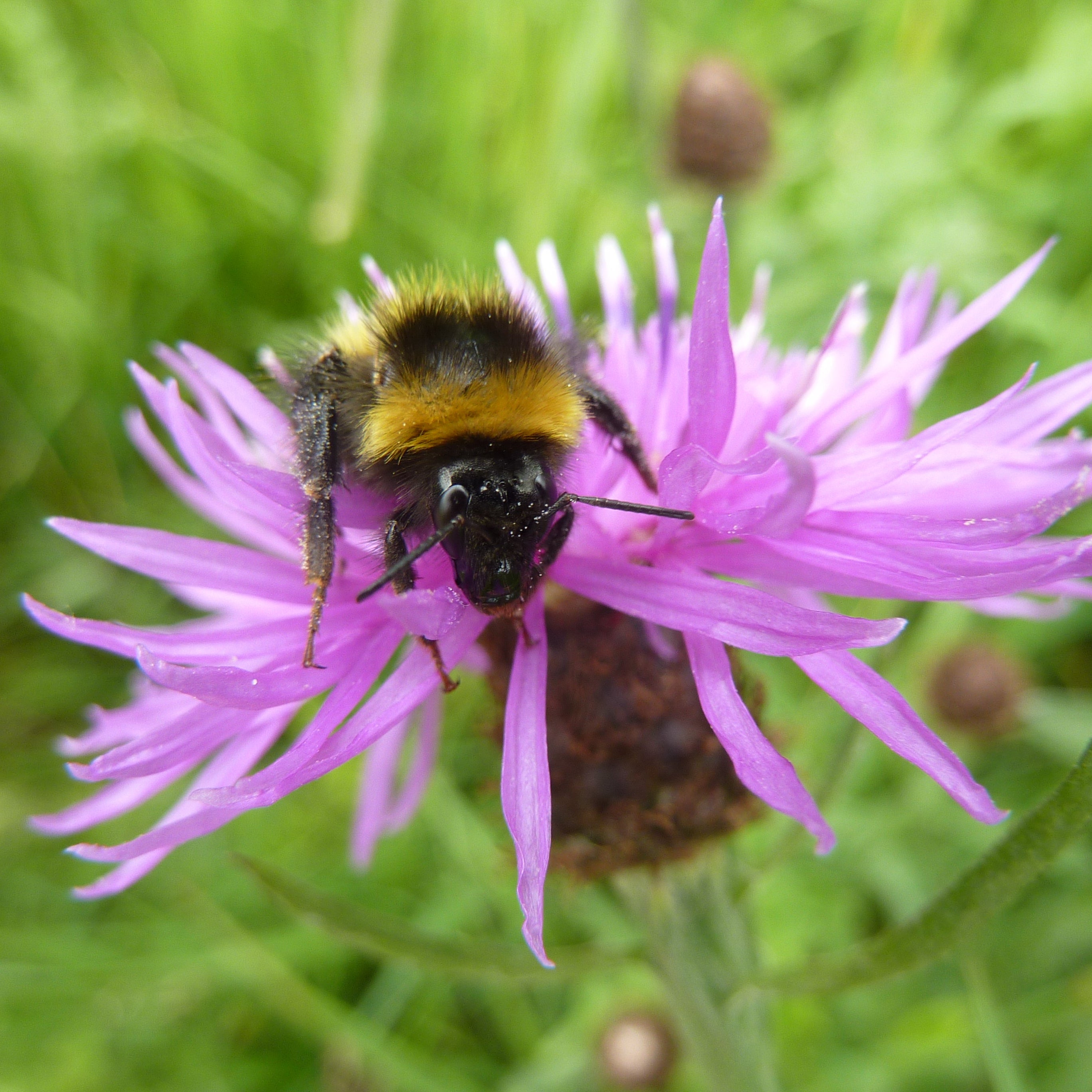 Pro Flora 15 Wildflower Seed - Pollinator