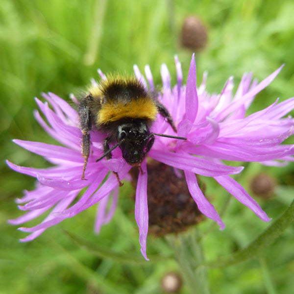 Pro Flora 15 Wildflower Seed - Pollinator