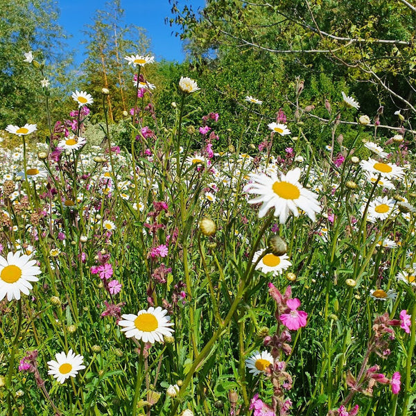 Pro Flora 15 Wildflower Seed - Pollinator